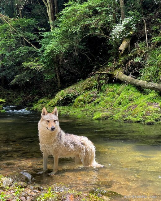 藤木健二ブリーダーのブログ：美しい犬種です