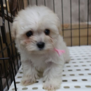 マルプー(マルチーズ×トイプードル)【長崎県・女の子・2024年1月18日・ホワイト&クリーム】の写真「小ぶりで可愛いMIX犬です。」